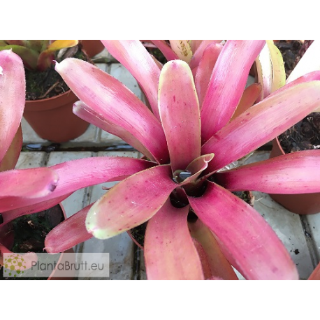Neoregelia Straight and Narrow