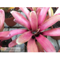 Neoregelia Straight and Narrow