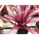 Neoregelia Morris Henry Hobbs x pauciflora