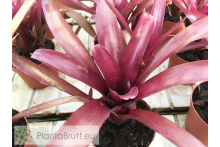 Neoregelia Morris Henry Hobbs x pauciflora