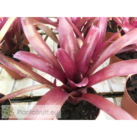 Neoregelia Morris Henry Hobbs x pauciflora