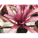 Neoregelia Morris Henry Hobbs x pauciflora