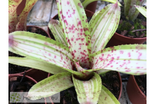 Neoregelia Chrissy