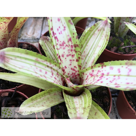 Neoregelia Chrissy