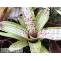 Neoregelia Chrissy