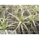 Tillandsia bergeri S
