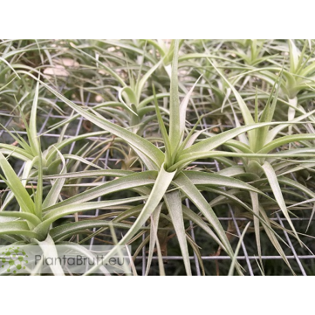 Tillandsia bergeri S