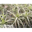 Tillandsia bergeri S