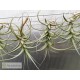 Tillandsia bergeri M