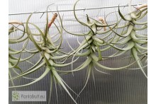 Tillandsia bergeri M
