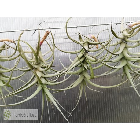Tillandsia bergeri M