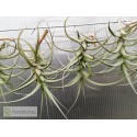 Tillandsia bergeri M
