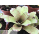 Neoregelia Tassie Tiger