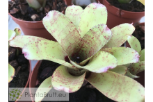 Neoregelia Tassie Tiger