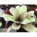 Neoregelia Tassie Tiger