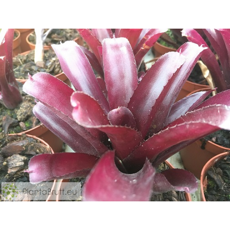 Neoregelia Superball x pauciflora