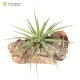 Tillandsia aeranthos