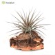 Tillandsia aeranthos Negra