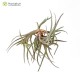 Tillandsia albertiana