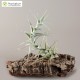 Tillandsia albida var. minor