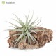 Tillandsia albida M