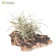 Tillandsia balsasensis Holm
