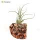Tillandsia balsasensis