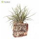 Tillandsia bandensis