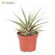Tillandsia barthlotti