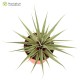 Tillandsia barthlotti