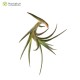 Tillandsia Beauty of Holm