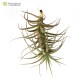 Tillandsia bergeri M