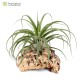 Tillandsia brachycaulos x streptophylla