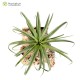 Tillandsia brachycaulos x streptophylla