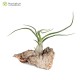 Tillandsia bulbosa