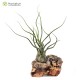 Tillandsia butzii blanca