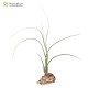 Tillandsia butzii