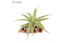 Tillandsia cacticola
