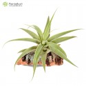 Tillandsia cacticola