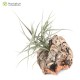 Tillandsia caliginosa x mallemontii