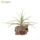 Tillandsia caliginosa