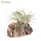 Tillandsia capillaris