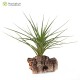 Tillandsia caulescens