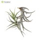 Tillandsia cauligera