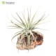 Tillandsia cereicola (Vriesea)