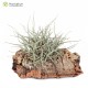 Tillandsia chusgonensis