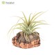 Tillandsia concolor x streptophylla