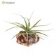 Tillandsia concolor