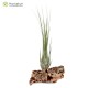Tillandsia disticha