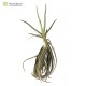 Tillandsia duratii